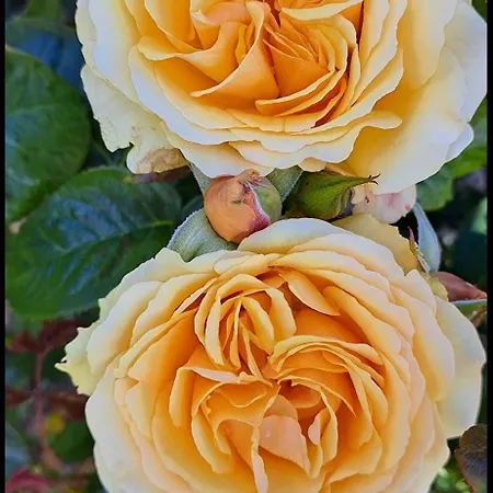 Coastal Appartamento *